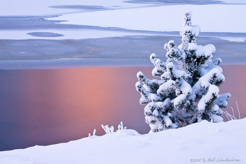 pine tree, pink , pond, photo